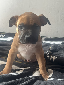 Продаются щенки стаффордширского терьера (7 фото из 9)