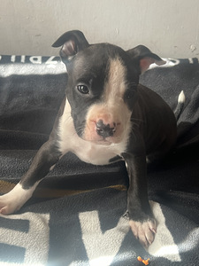 Продаются щенки стаффордширского терьера (8 фото из 9)