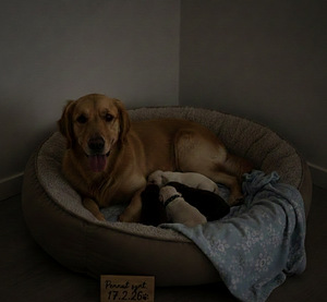 Labradorinnoutajan pentuja etsivät rakastavia koteja – Sipoo (1 valokuva sivusta 5)