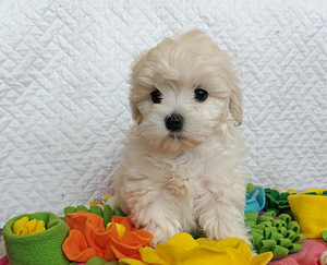 Maltipoo (3 valokuva sivusta 4)