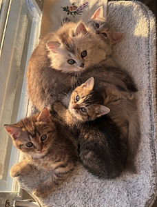 Söpöjä kissanpentuja (1 valokuva sivusta 8)