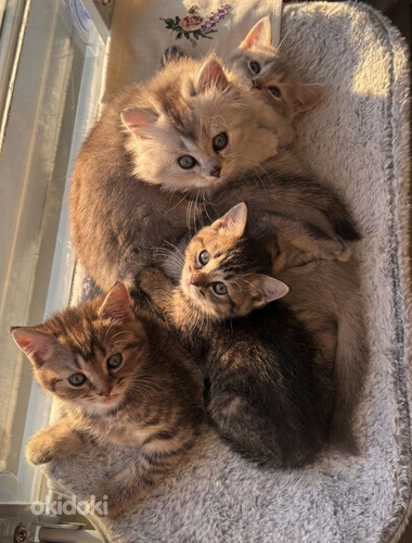 Söpöjä kissanpentuja