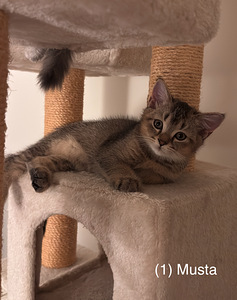 Söpöjä kissanpentuja (3 valokuva sivusta 8)