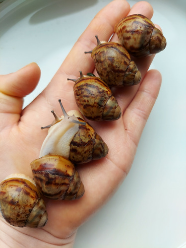 Archachatina marginata ovum acromelanic