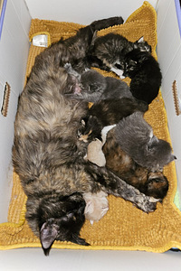 Ragdoll ja Maine Coon pentuja varattavissa (1 valokuva sivusta 5)