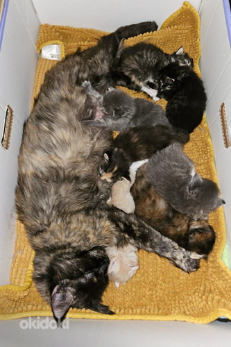 Ragdoll ja Maine Coon pentuja varattavissa