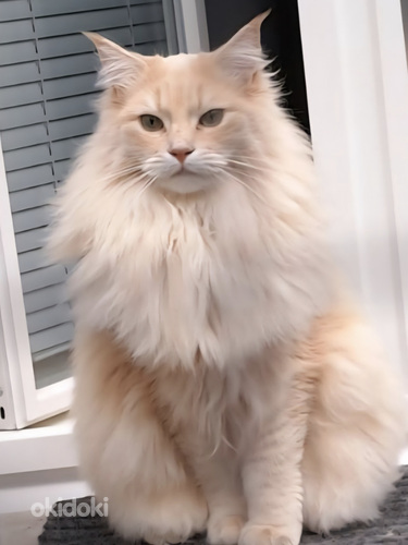 Ragdoll ja Maine Coon pentuja varattavissa