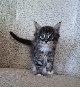 Ragdoll ja Maine Coon poika varattavissa (4 valokuva sivusta 5)