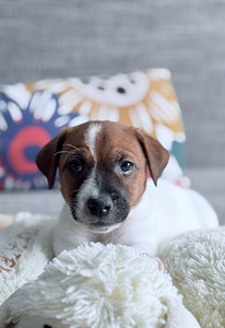 Джек-рассел-терьеры (6 фото из 9)