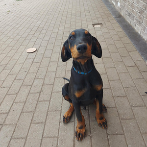 Dobermanni kutsikas (4 foto / 4)