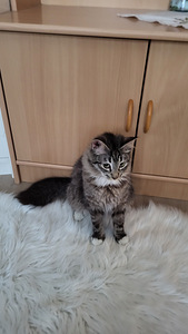 Kissanpennut (4 valokuva sivusta 9)