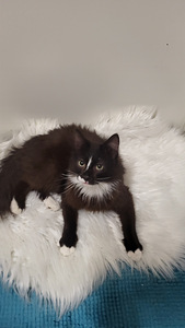 Kissanpennut (8 valokuva sivusta 9)