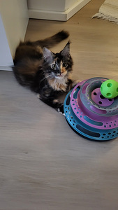 Söpöjä kissanpentuja (8 valokuva sivusta 10)