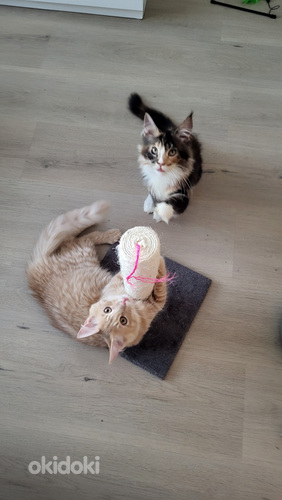 Maine Coon kissanpentuja