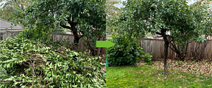 Branch shredding / branch chipping / garden cleanup (1 foto / 1)