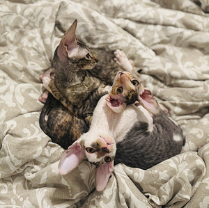 Cornish Rex kissanpennut (4 valokuva sivusta 10)