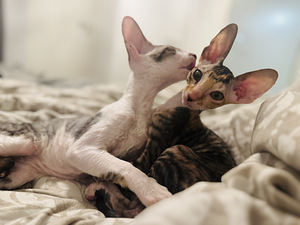 Cornish Rex kissanpennut (8 valokuva sivusta 10)