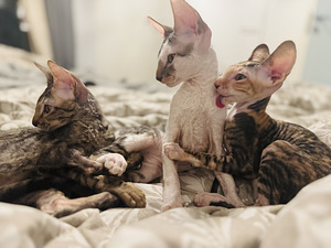 Cornish Rex kissanpennut (9 valokuva sivusta 10)
