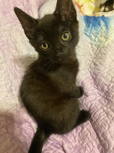Кошка (2 фото из 2)