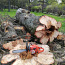 Ohtlike puude langetamine (foto #1)
