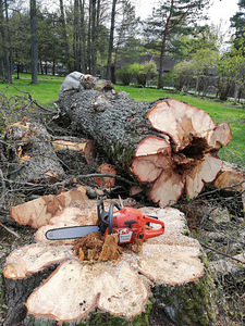 Ohtlike puude langetamine