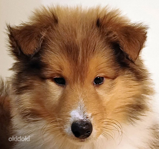 Collie kutsikad