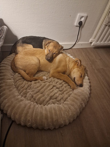 Kaksi saksanpaimenkoira-mix pentua yhdessä tai erikseen (1 valokuva sivusta 10)