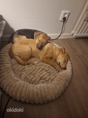 Kaksi saksanpaimenkoira-mix pentua yhdessä tai erikseen