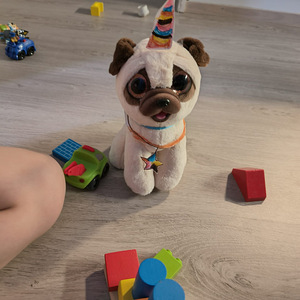 Etsin chihuahua narttua nuori aikuinen tai pentu (1 valokuva sivusta 1)