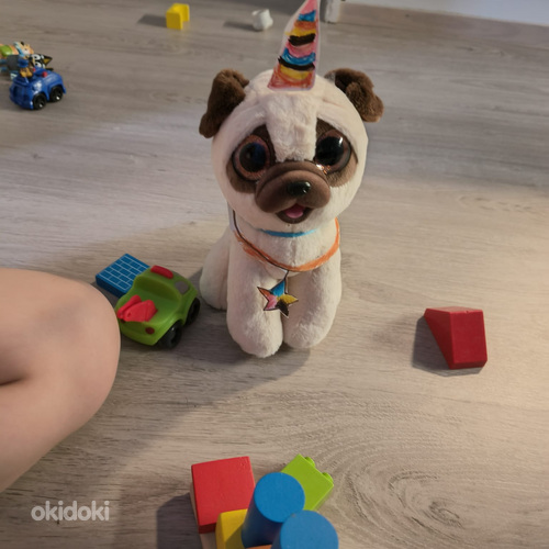 Etsin chihuahua narttua nuori aikuinen tai pentu