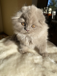 Scottish Straight ja Fold pennut (3 valokuva sivusta 10)