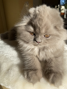 Scottish Straight ja Fold pennut (5 valokuva sivusta 10)