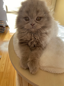 Scottish Straight ja Fold pennut (9 valokuva sivusta 10)