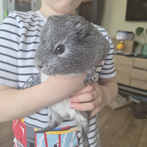Annan merisigu headesse kätesse (2 foto / 2)