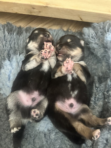 Müüa Soome Lapikoera kutsikad (3 foto / 10)