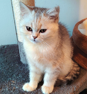 Suloinen tyttö kissanpentuja (2 valokuva sivusta 7)