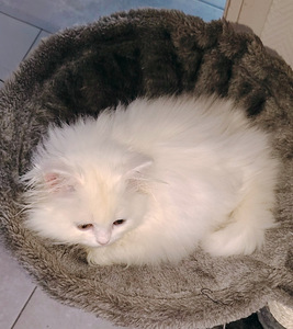 Suloinen tyttö kissanpentuja (5 valokuva sivusta 7)