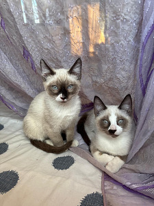 Blue point siāmas (2 foto no 5)