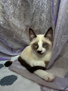 Blue point siāmas (4 foto no 5)