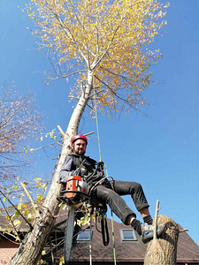 Puu eemaldamine ja pügamine, Arborist (5 foto / 7)