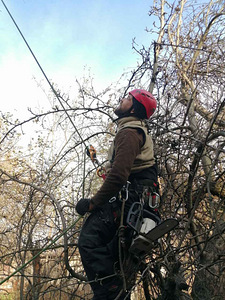 Puu eemaldamine ja pügamine, Arborist (1 foto / 7)