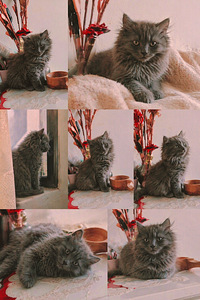 Suloinen harmaa tyttöpentu etsii rakastavaa kotia 🐾 (6 valokuva sivusta 6)