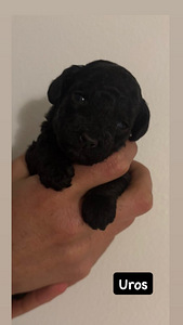 KääpiövillakoiraMix pennut (2 valokuva sivusta 5)