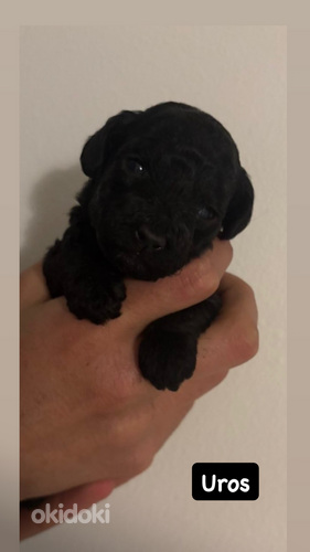 KääpiövillakoiraMix pennut