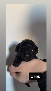 KääpiövillakoiraMix pennut (3 valokuva sivusta 5)