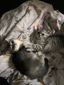 Kassipojad / Котята (1 фото из 3)
