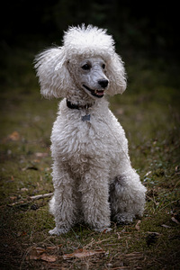 Rotaļu pūdelis (1 foto no 3)