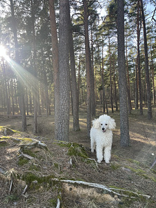 Rotaļu pūdelis (3 foto no 3)