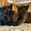 Must kassipojad (tume-shokolaadi värv) (foto #2)