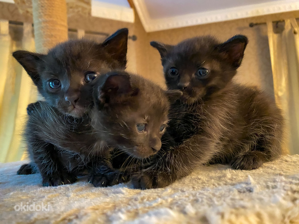Чёрные котята (темно-шоколадный цвет) (фото #2)
